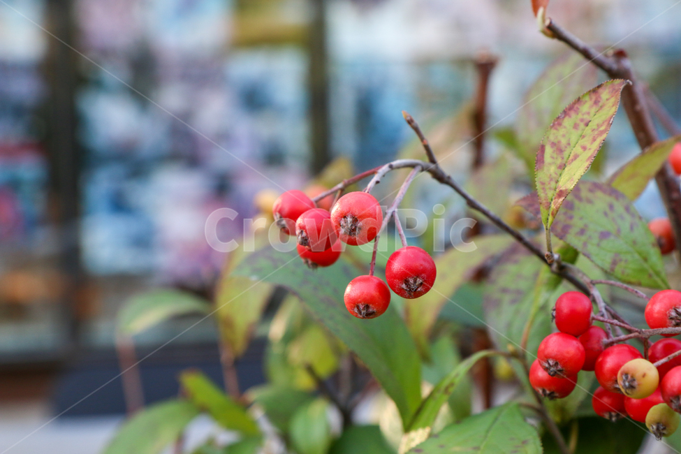 자연,식물,열매,이파리,과일,풍경,nature,landscape,식물,자연,plants,nature,과일,열매,fruit