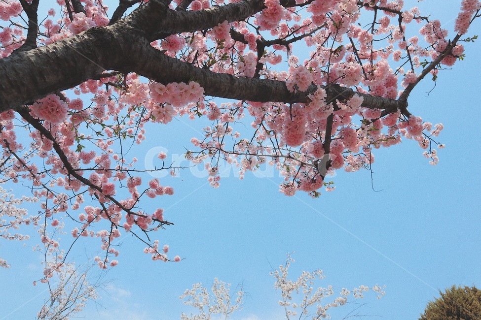 봄,벚꽃,자연,벚꽃나무,4월,풍경,하늘,봄,계절,spring,season,plant,식물,blossom,꽃,cherry blossom,flower