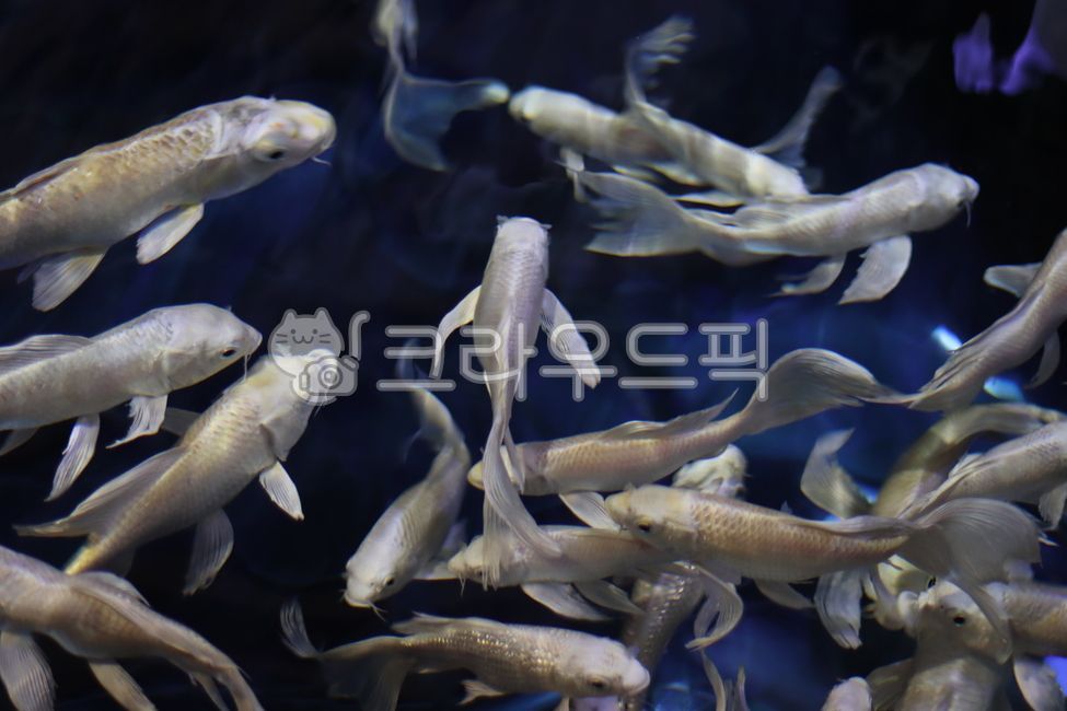 아쿠아리움, 물고기, 수족관, aquarium, fish, 사진,이미지,일러스트,캘리그라피 - YANZI작가