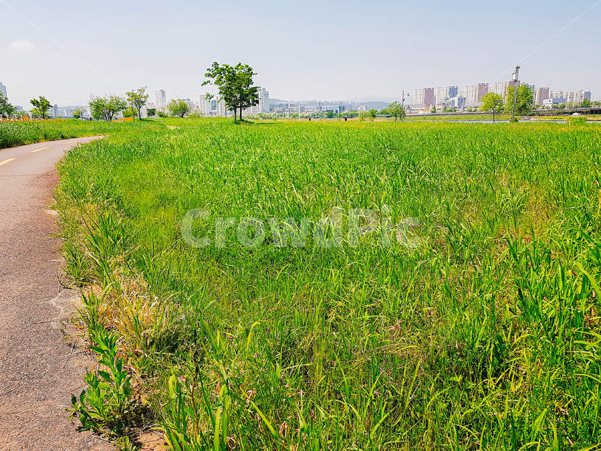 풀,자연,여름,식물,여유,초록,plants,nature