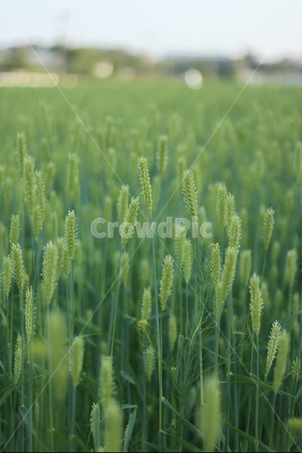 청보리,녹색,들판,봄,맑음,식물,자연,plants,nature
