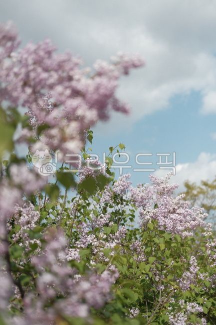 spring,spring flowers,Hangang Park,lilac,spring outing,plant,picnic,flower
