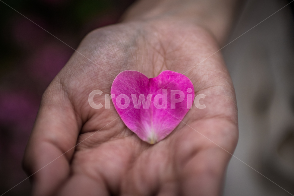 꽃,감성,꽃잎,하트,사랑,꽃,flower,사람,인물,인간,human,person,신체일부,몸,body