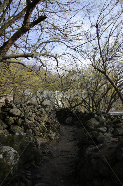 돌담,돌담길,산수유,나무,봄,봄날,봄풍경,봄꽃,감성,spring,flower,봄길,산책,봄나들이,식물,꽃,봄,계절,spring,season,자연,풍경,nature,landscape,한국자연풍경,한국자연경관,korea nature landscape,rubble,파편,ground,바닥
