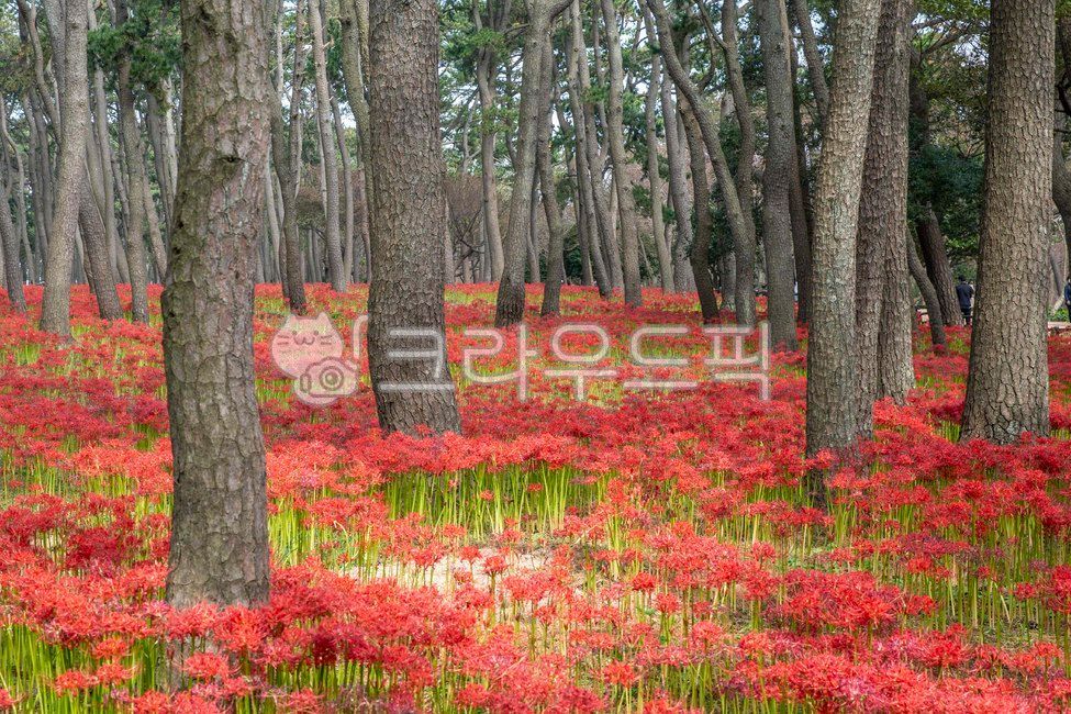 Daewangam Park flowers,A bunch of flowers,Ulgi Lighthouse,Daewangam,tree,Ulsan,fall flowers,Daewangam Park,pine forest