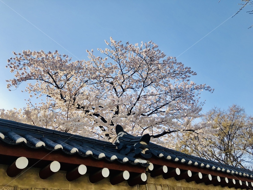 꽃,벚꽃,blossom,flower,plant,식물