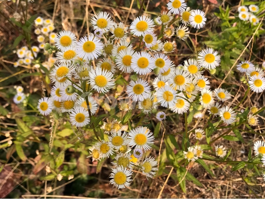 plant,식물,꽃,풀,flower