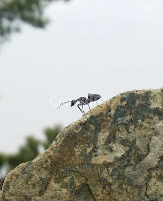 개미,바위,자연,배경,곤충,돌,벌레,ant,동물,animal,곤충,벌레,insect,bug