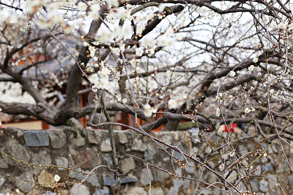 매화,매화꽃,하동,봄,매화축제,봄,계절,spring,season,식물,자연,plants,nature,꽃,flower,plant,outdoors,옥외,ice,빙