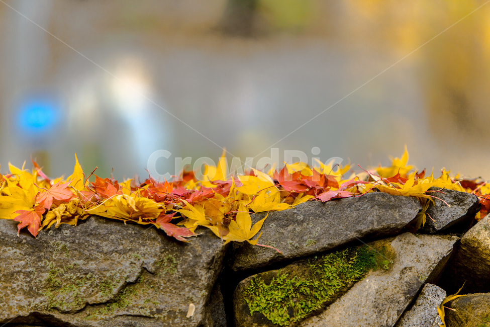 낙엽,단풍잎,단풍,돌담,가을,감성,가을,계절,fall,autumn,season,한국전통,한국문화,korean traditional,korean culture,leaf,잎,plant,식물,tree,나무
