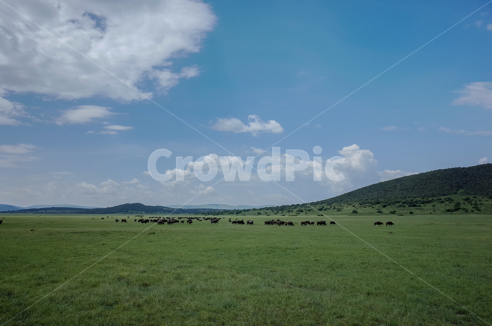 아프리카,르완다,사파리,아카제라국립공원,akageranationalpark,rwanda,africa,야생동물,자연,풍경,nature,landscape,해외,외국,세계,foreign,oversea,world,세계자연풍경,해외자연풍경,외국자연풍경,world nature landscape,field,들,grassland,목초지,outdoors,옥외,farm,농장,rural,농촌