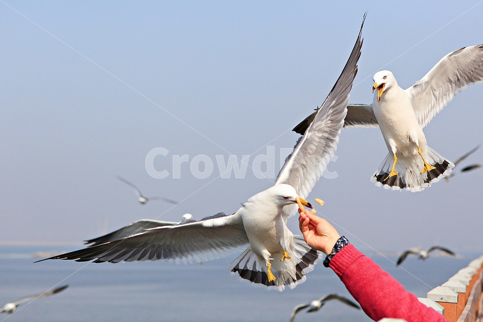 갈매기,새,조류,자연,풍경,배경,동물,animal,조류,새,birds,사람,인물,인간,human,person,신체일부,몸,body