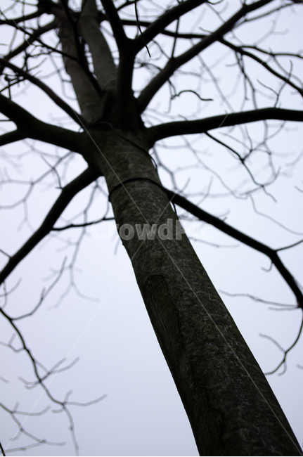 겨울,winter,나무,식물,하늘,식물,자연,plants,nature,나무,trees,wood