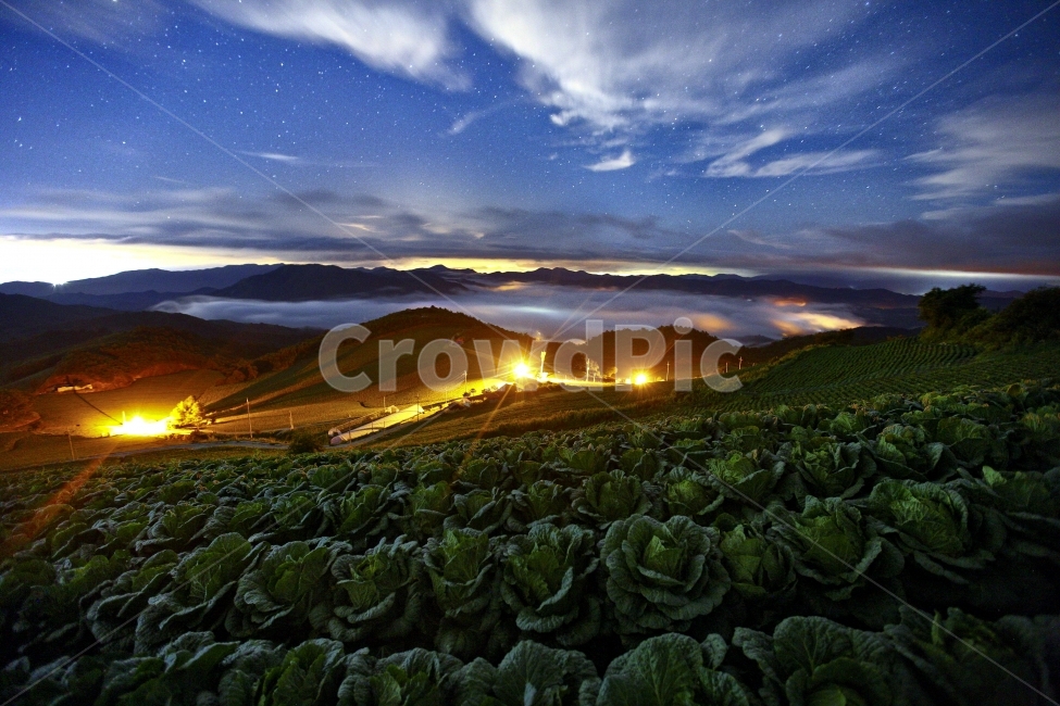 안반데기,별밤,야경,배추밭,안반데기야경,자연,풍경,nature,landscape,한국자연풍경,한국자연경관,korea nature landscape,야경,밤,nightscape,night,산업,industry,industrial,농업,농사,agriculture,farming,farming industry