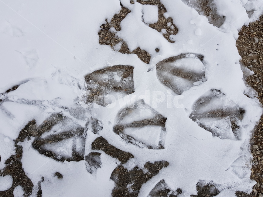 오리,거위,발자국,겨울,눈,감성,땅,duck,goose,snow,winter,footprint,ground,겨울,계절,winter,season