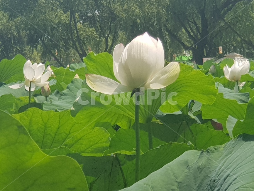 연꽃,하얀꽃,초록잎사귀,식물,계절