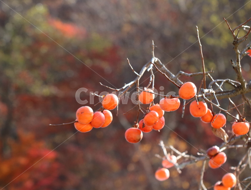 plant,식물,maple,가을,빨강,계절,자연,접사,감나무,열매,food,식품,persimmon,감,fruit,과일,나무,trees,wood,과일,열매,fruit