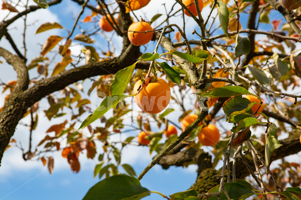 가을,감나무,가을하늘,가을감,과일,가을과일,추석,식물,자연,plants,nature,과일,열매,fruit