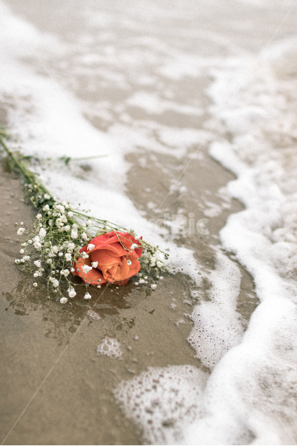 꽃,파도,분위기,스냅,바다,해변,바다,beach,sea,식물,자연,plants,nature,꽃,flower,기념일,축하,anniversary,congratulation,celebrate,celebration,연출,컨셉,콘셉,direction,concept