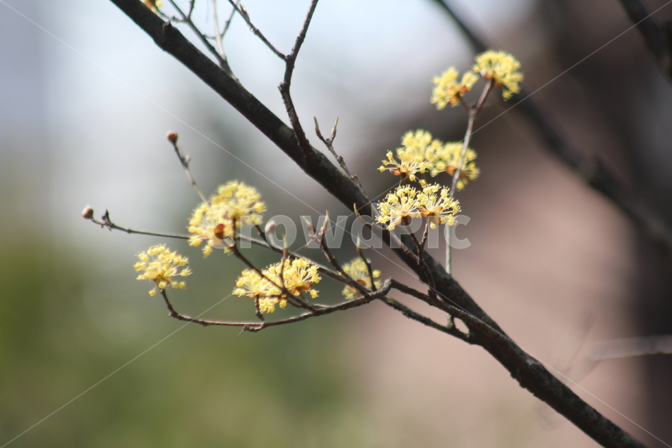 4월,봄,오후,나무,산수유,식물,자연,plants,nature,꽃,flower
