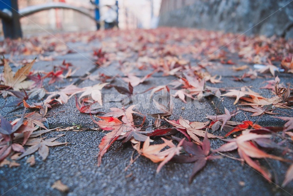 낙엽,자연,인도,떨어진낙엽,가을,쓸쓸함,fall,가을,계절,fall,autumn,season,plant,식물,leaf,잎,tree,나무