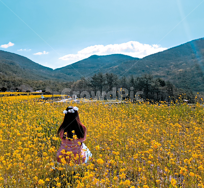 옥외,자연,nature,유채꽃,푸른하늘,뒷모습,산,구름,남해,풍경,꽃,하늘,자연,풍경,nature,landscape,식물,plants,꽃,flower,여성,여자,woman,female,lady,grassland,목초지,field,들,outdoors,rural,농촌,farm,농장,meadow