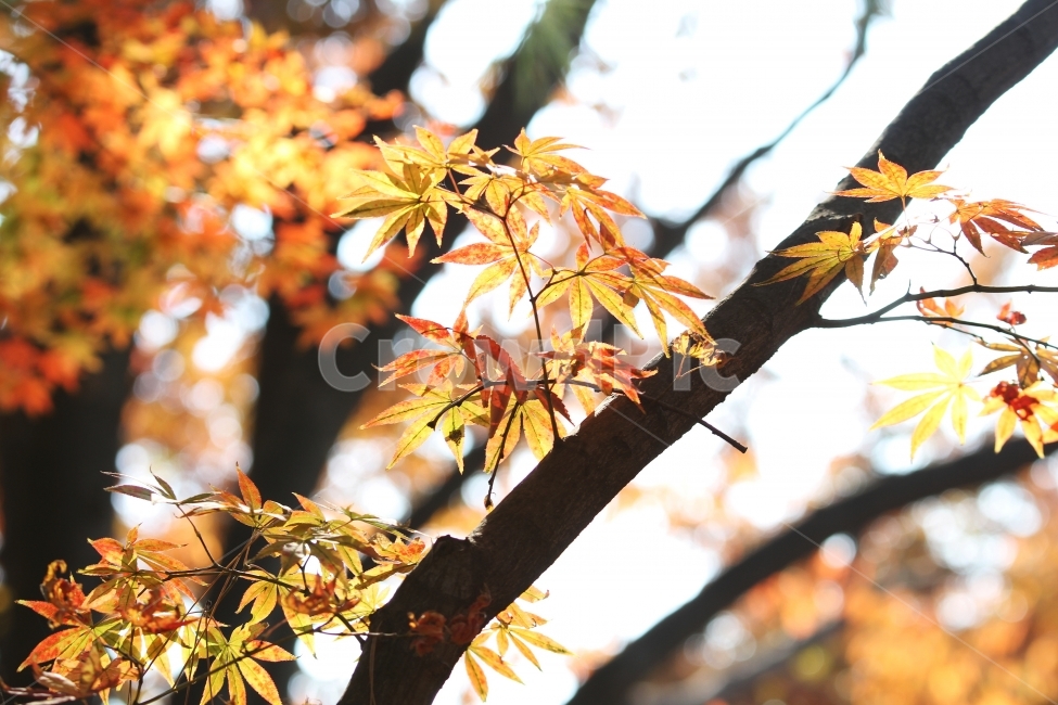 단풍,가을,단풍잎,단풍나무,감성사진,가을,계절,fall,autumn,season,식물,자연,plants,nature,나무,trees,wood,plant,leaf,잎,tree