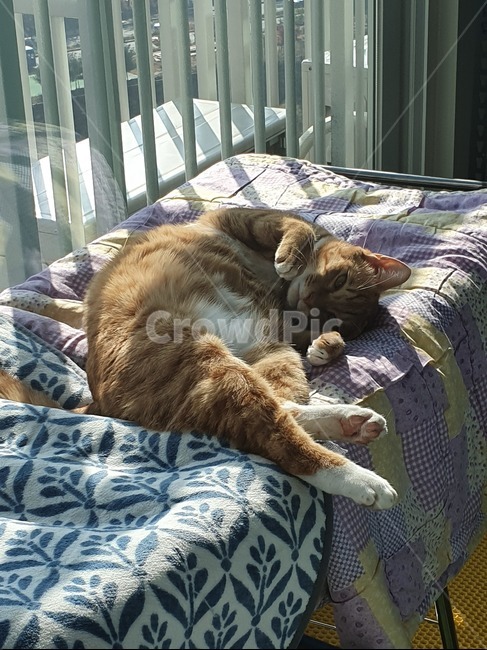 고양이,낮잠,휴식,cat,반려묘,광합성,animal,포유류,mammal,pet,애완동물