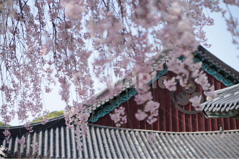 수양벚꽃,봄,핑크,맑음,풍경,봄,계절,spring,season,한국전통,한국문화,korean traditional,korean culture,식물,자연,plants,nature,꽃,flower,종교,신앙,religion,belief,faith,plant,blossom