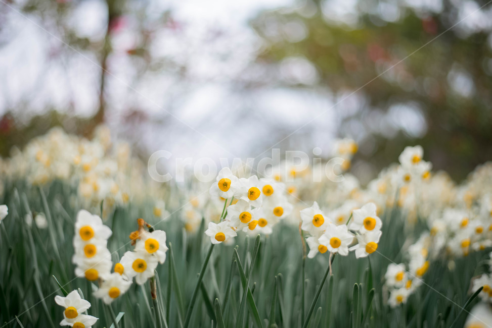 수선화,식물,꽃,백수선화,흰꽃,식물,자연,plants,nature,꽃,flower