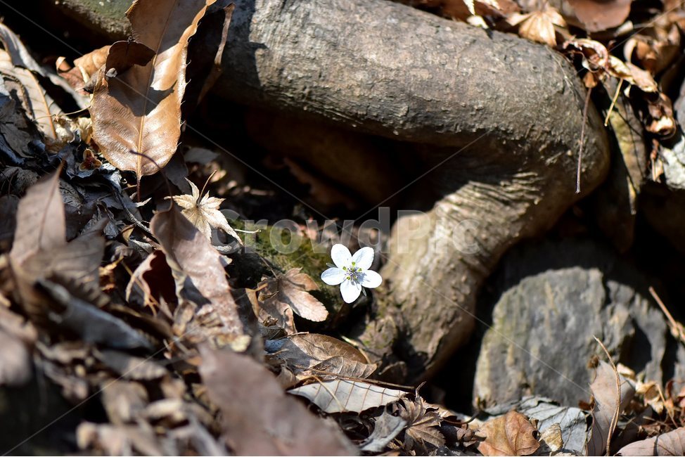 변산바람꽃,2018년,3월,야생화,꽃,생태,식물,자연,들꽃,산꽃,봄,감성,힐링,플라워,계절,시즌,wild,Flower,plants,nature,spring,season,배경,나무,목본,풀,초본,미나리아재비과,너도바람꽃속,flower,생태사진,봄꽃,변산,원조,자생지,오리지널,봄,계절,spring,season,식물,자연,plants,nature,꽃,flower,plant,leaf,잎