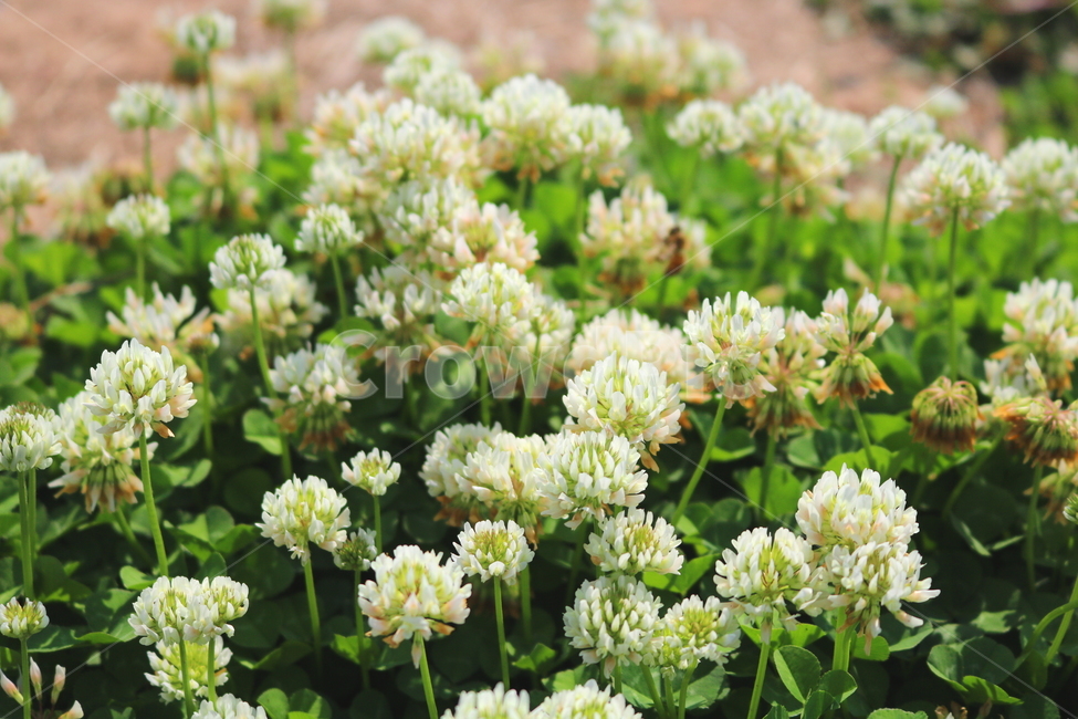 토끼풀,토끼풀꽃,꽃,크로버,식물,들꽃,야생화,자연,풀,식물,자연,plants,nature,꽃,flower