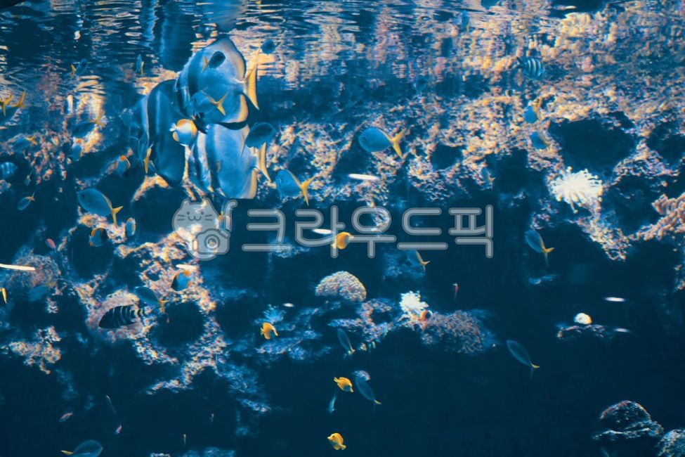 물,어항,물고기,수족관,아쿠아리움,물속,감성,푸른색,fish,water,aquarium,sensitivity