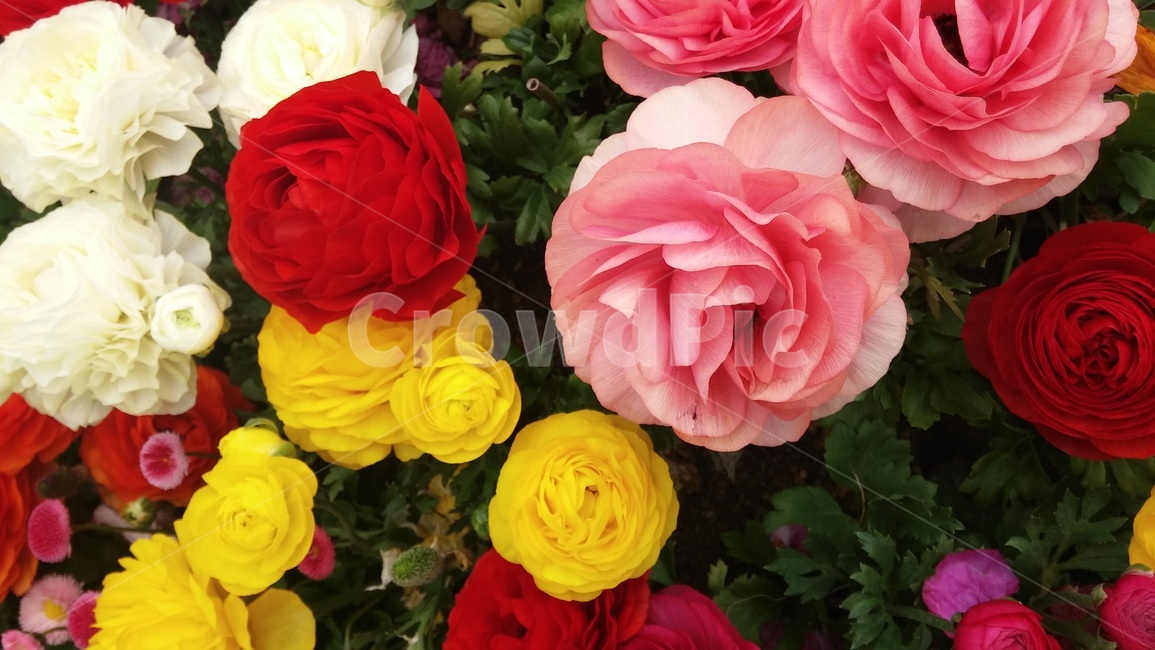 식물,장미,flower,꽃,blossom