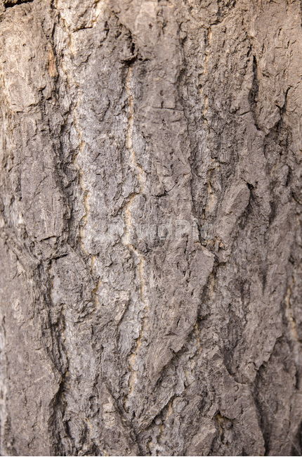 나무,나무텍스쳐,나무질감,텍스쳐,질감,식물,자연,plants,nature,나무,trees,wood