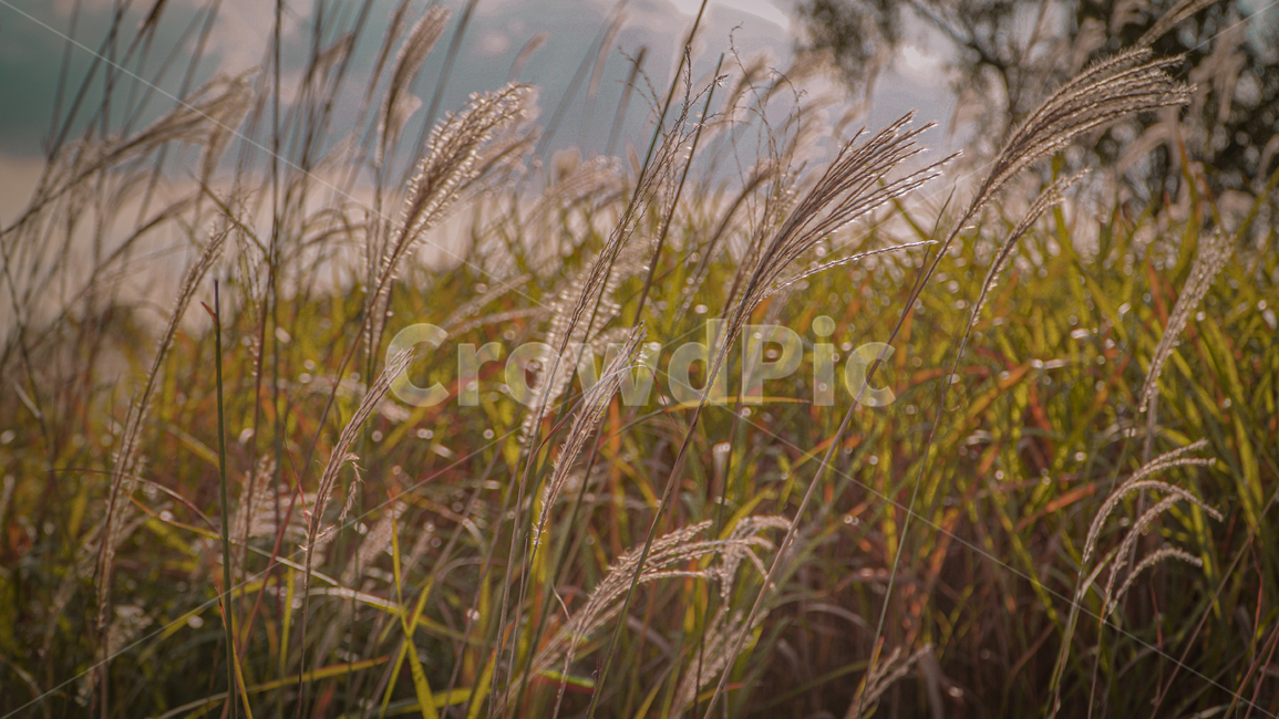 grass,plant,식물,잔디,갈대,풍경,가을,계절,fall,autumn,season,식물,자연,plants,nature