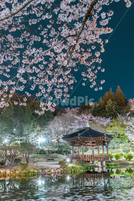 풍경,야경,벚꽃,경주,감성,봄,봄,계절,spring,season,자연,풍경,nature,landscape,한국자연풍경,한국자연경관,korea nature landscape,plant,식물,flower,꽃,blossom