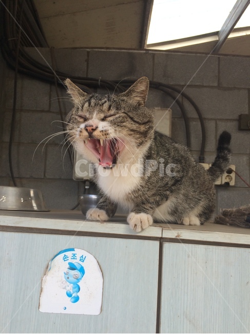 고양이,반려묘,집사,동물,cat
