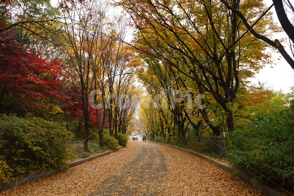 안산,자락길,가을,자연,낙엽,고엽,산책,forest,woods,nature,fallenleaves,sentiment,solitary,friend,힐링,휴식,시원함,고요함,healing,relaxation,cool,calm,느낌,감성,가을풍경,산책길,숲터널,가을,계절,fall,autumn,season,자연,풍경,nature,landscape,plant,식물,tree,나무,road,도로,dirt road,흙길,gravel,자갈,tree trunk,나무 줄기