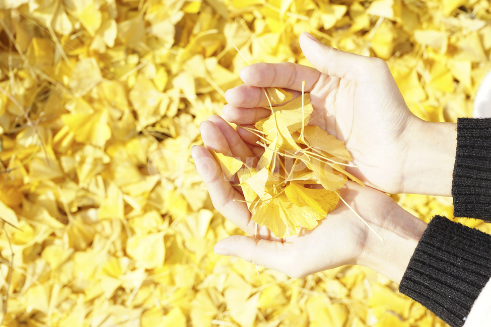 은행잎,가을,낙옆,가을이미지,식물,자연,노란색,ginkgoleaf,fall,autumn,plants,nature,yellow,fallenleaves,배경,바탕,계절,season,가을,계절,fall,autumn,season,사람,인물,인간,human,person,신체일부,몸,body,감성,sensible,feeling