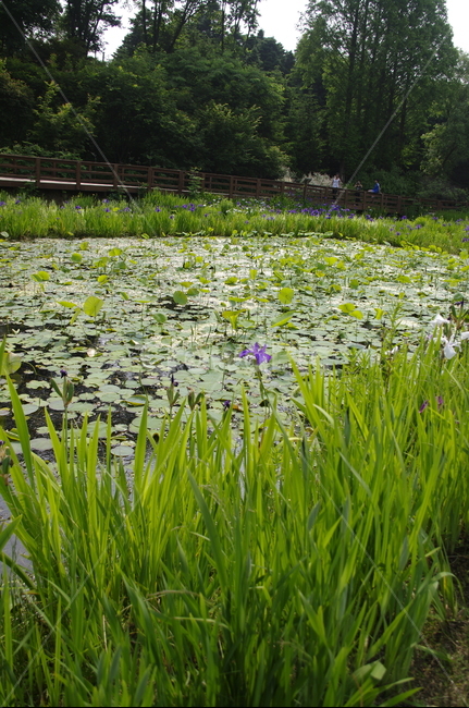 초록,신록,나무,식물,plant,수생식물,연못,자연,풍경,nature,landscape,land,땅,outdoors,옥외,water,물