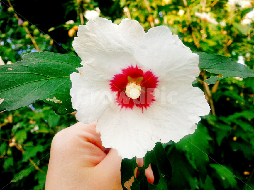 흰꽃,흰색,화이트,꽃,무궁화,무궁화꽃,flower