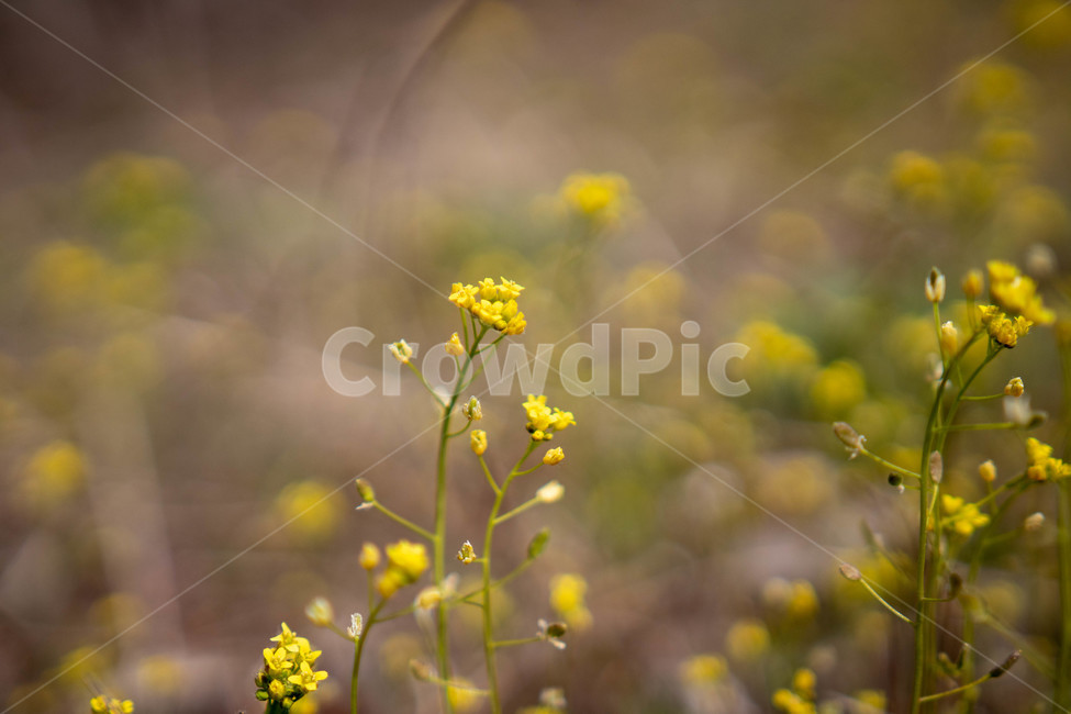 꽃,들꽃,노란,식물,풀,아름다운,봄,감성,봄,계절,spring,season,식물,자연,plants,nature,꽃,flower,plant