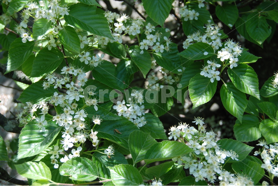 객산,웨례둘레길,봄,야생화,탐방로,식물,자연,plants,nature,꽃,flower