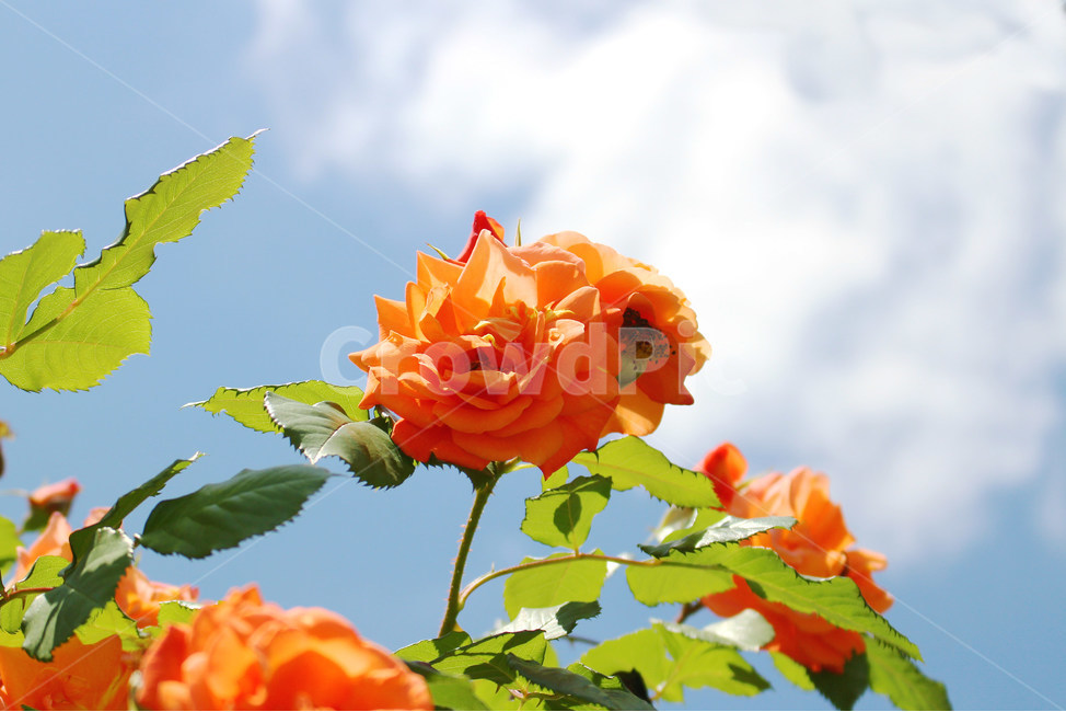 감성사진,자연,하늘,꽃,장미,색감,보정,flower,sky,summer,nature,식물,자연,plants,nature,꽃,flower,색깔,색상,색채,색감,color sense,color sensitivity,feeling of color