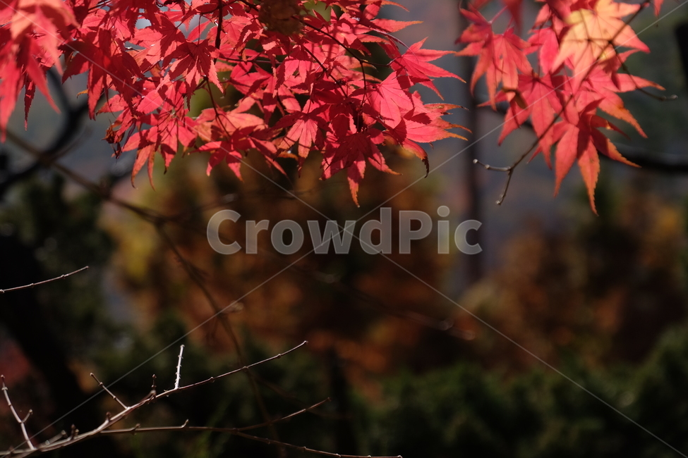 단풍,나무,가을,자연,식물,노란,노랑,fall,tree,주황,nature,red,yellow,붉은,plant,가을,계절,fall,autumn,season,자연,풍경,nature,landscape,leaf,잎