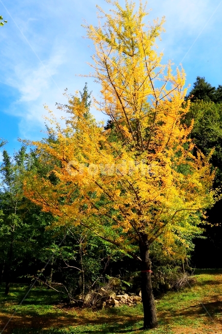 가을,단풍,은행나무,은행나무숲,홍천,가을,계절,fall,autumn,season,tree,나무,plant,식물,maple