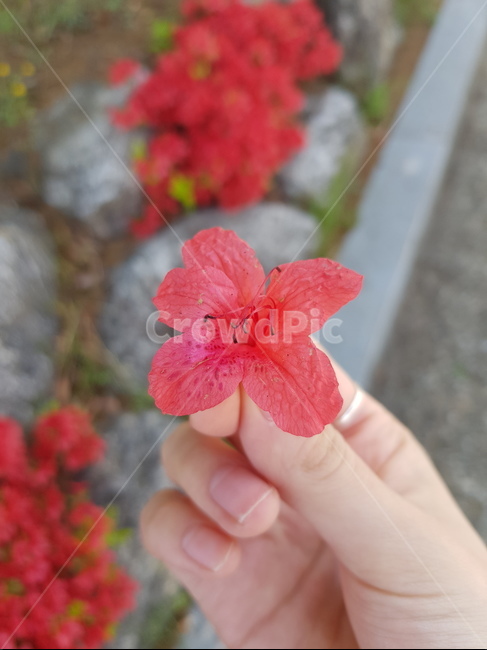 꽃,손,봄,자연,풍경