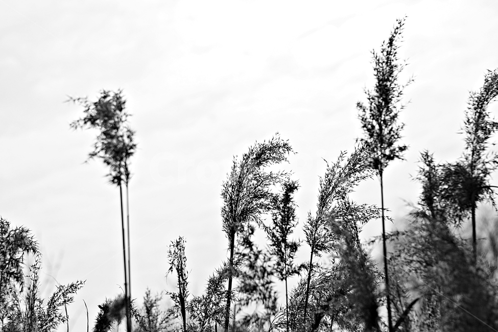 갈대,식물,역광,하늘,자연,가을,계절,fall,autumn,season,식물,자연,plants,nature,흑백,모노톤,monochrome,black and white,grass,잔디,plant,lawn,reed