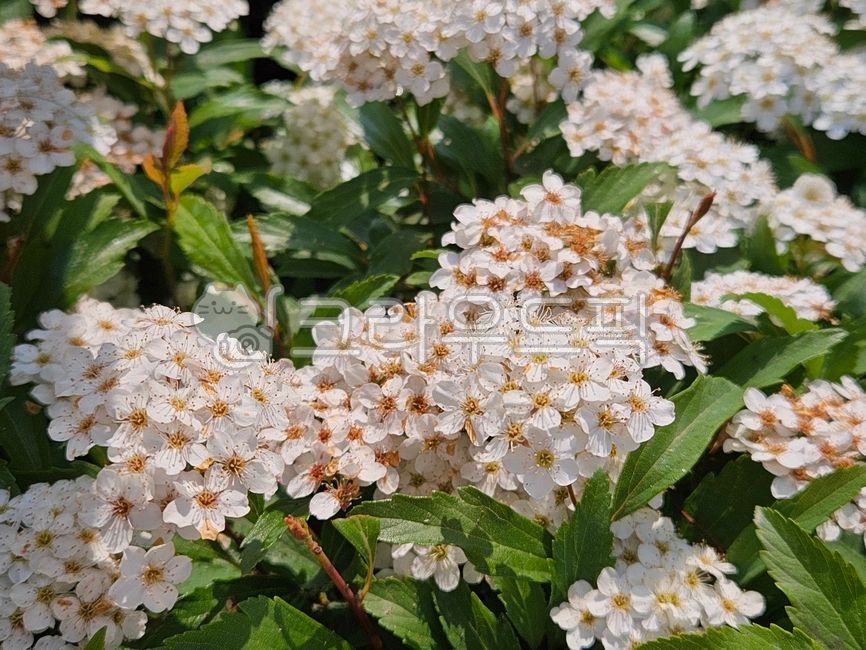 공조팝,공조팝나무,자연,식물,flower,nature